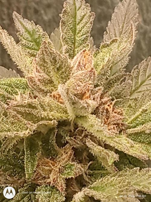 snow man. Week 10 - purple haze 