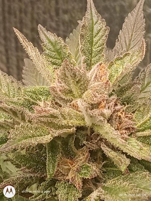 snow man. Week 10 - purple haze 