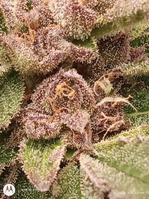 snow man. Week 11 - look at the purp in her now