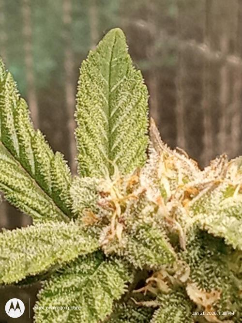 snow man. Week 11 - frost banger 