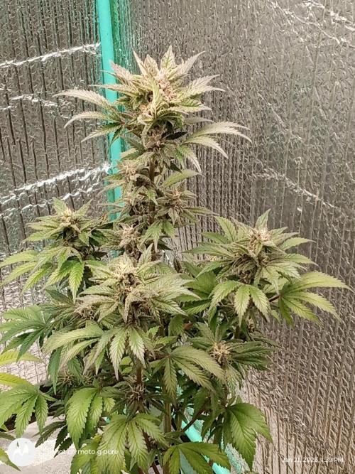 snow man. Week 11 - purple haze 