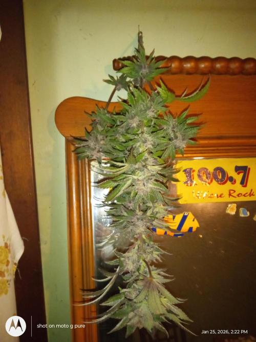 snow man. Week 12 - purple haze 