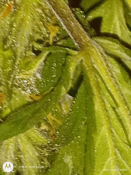 snow man. Week 12 - purp haze purp haze 