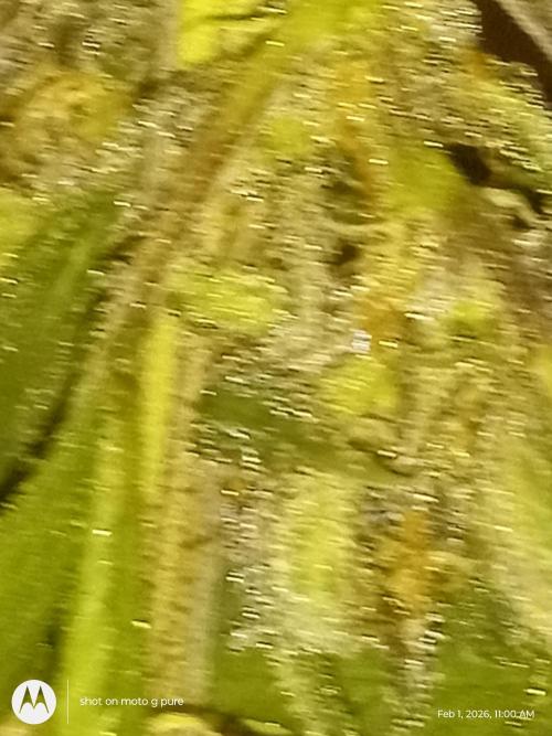 snow man. Week 12 - purp haze 