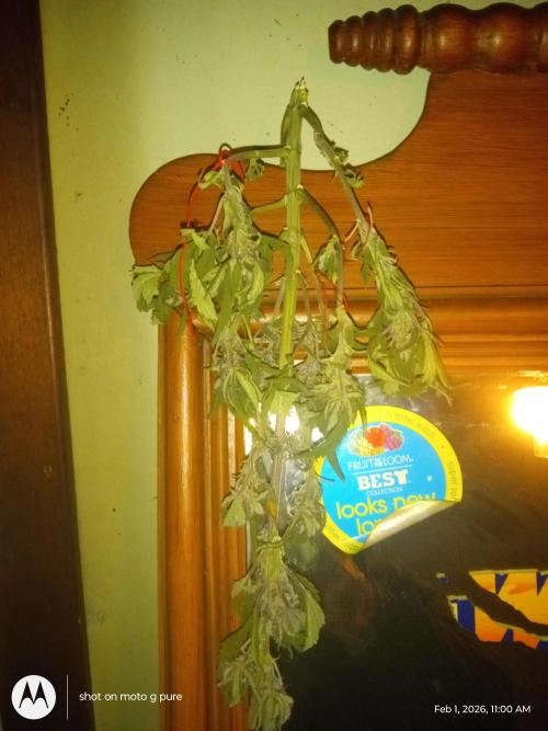 snow man. Week 12 - purphaze 