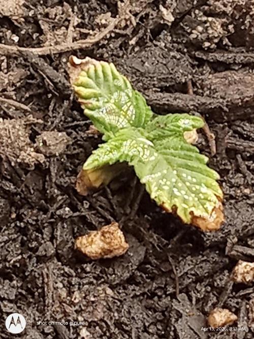 Runtz Biscotti Gelato. Week 0 - Runtz 