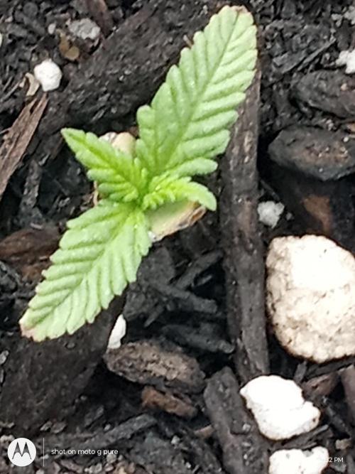 Runtz Biscotti Gelato. Week 3 - gelato bescotti 
