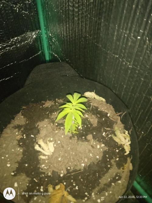 Runtz Biscotti Gelato. Week 3 - lemon Cherry Runtz 