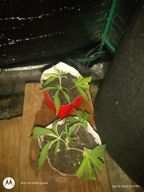 Runtz Biscotti Gelato. Week 3 - Runtz 