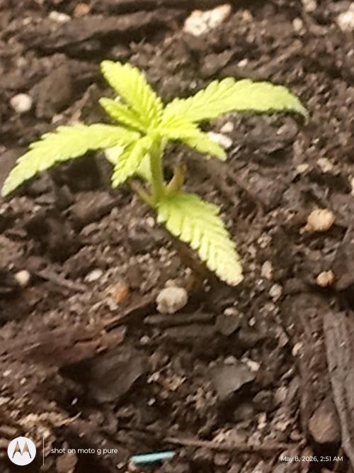 Runtz Biscotti Gelato. Week 4 - biscotti t