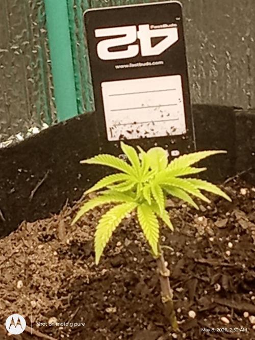 Runtz Biscotti Gelato. Week 4 - le. on Cherry Runtz 