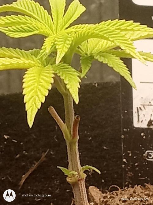 Runtz Biscotti Gelato. Week 4
