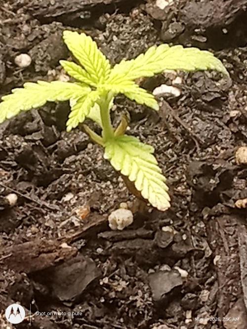 Runtz Biscotti Gelato. Week 4