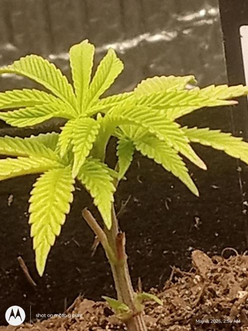Lemon Cherry Runtz. Week 4