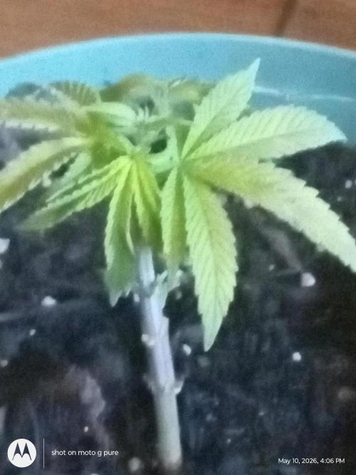 Runtz Biscotti Gelato. Week 4