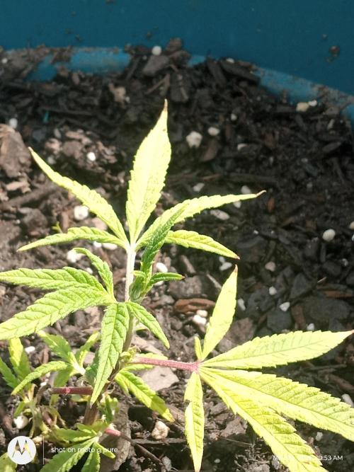 Runtz Biscotti Gelato. Week 5 - biscotti Gelato 