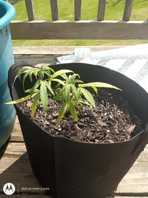 Runtz Biscotti Gelato. Week 5 - lemon Cherry Runtz 