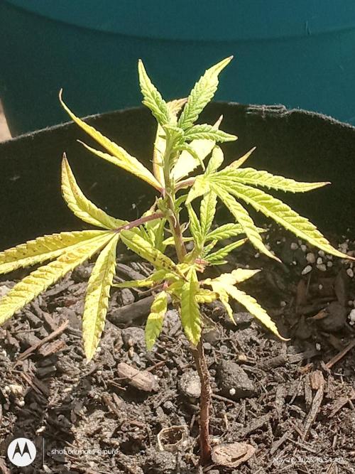 Runtz Biscotti Gelato. Week 5 - lemon Cherry Runtz 