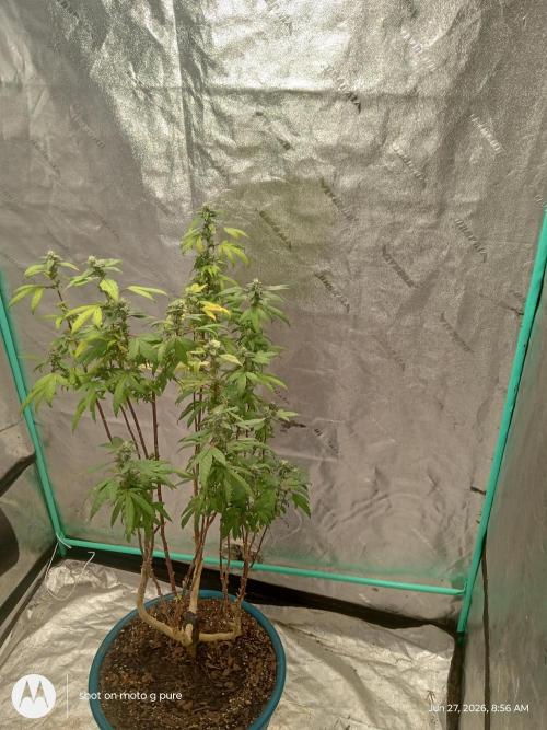Lemon Cherry Runtz. Week 7