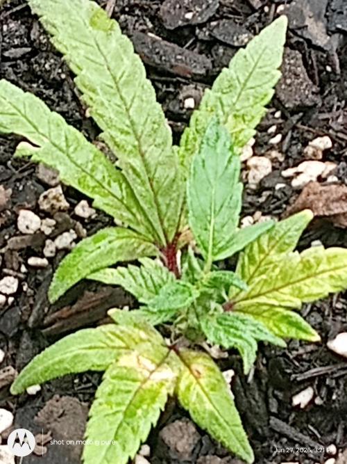 Runtz Biscotti Gelato. Week 7 - lemon Cherry Runtz 