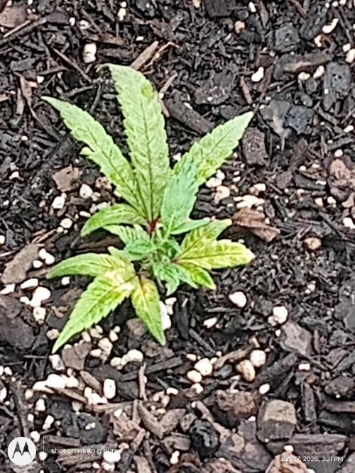 Runtz Biscotti Gelato. Week 7 - lemon Cherry Runtz 