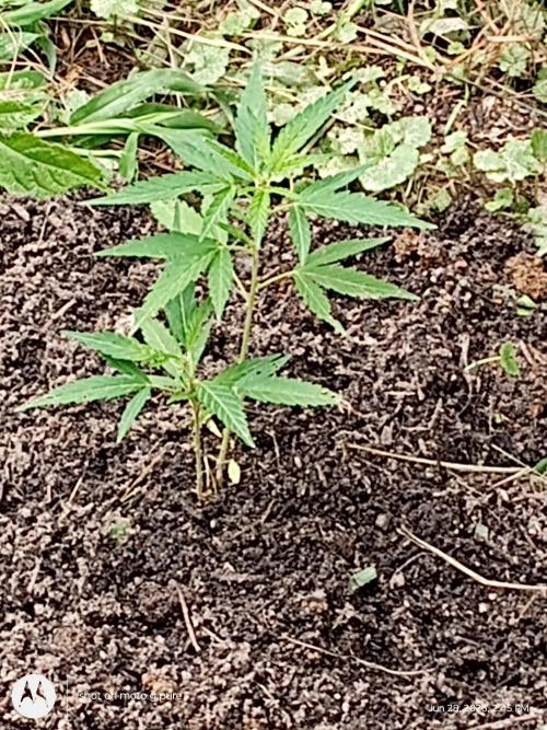 Runtz Biscotti Gelato. Week 7 - lemon Cherry Runtz 
