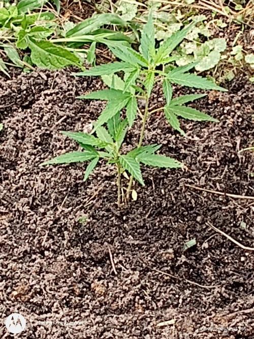 Runtz Biscotti Gelato. Week 7 - lemon Cherry Runtz 