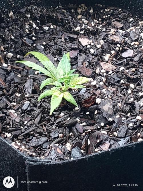 Runtz Biscotti Gelato. Week 7