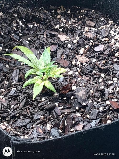 Runtz Biscotti Gelato. Week 7