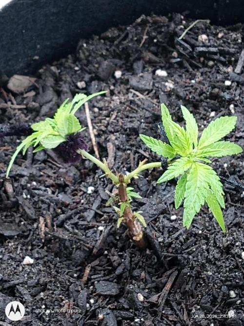Runtz Biscotti Gelato. Week 7 - biscotti Gelato 