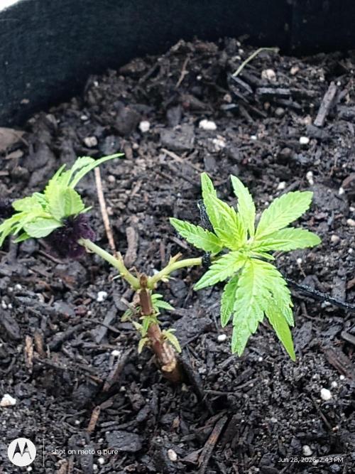 Runtz Biscotti Gelato. Week 7 - biscotti Gelato 
