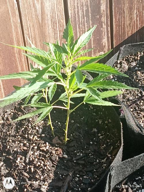 Runtz Biscotti Gelato. Week 7