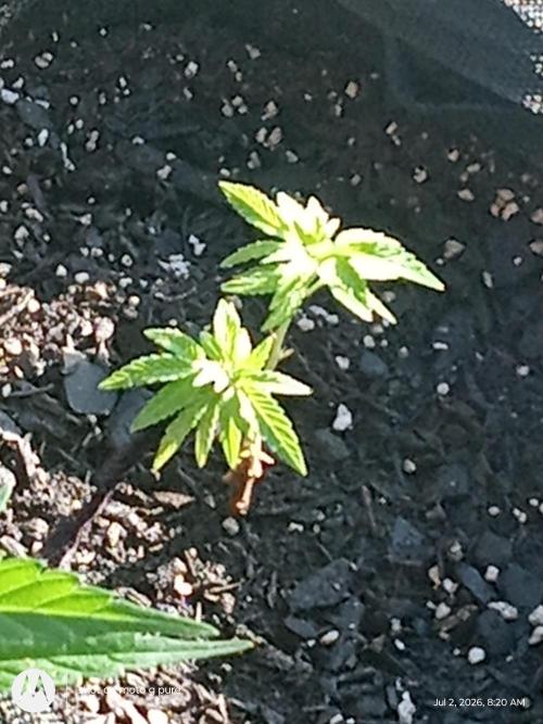 Runtz Biscotti Gelato. Week 7