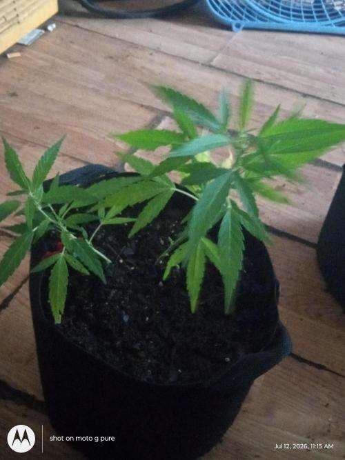 Runtz Biscotti Gelato. Week 8 - lemon Cherry Runtz 