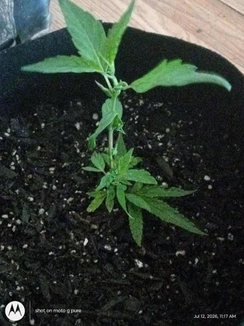 Lemon Cherry Runtz. Week 8