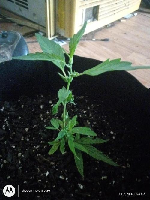 Runtz Biscotti Gelato. Week 8 - lemon Cherry Runtz 