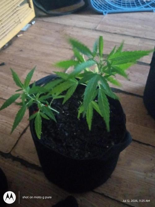 Runtz Biscotti Gelato. Week 8