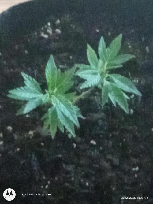 Lemon Cherry Runtz. Week 8