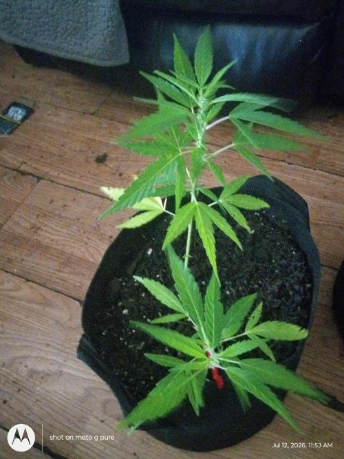 Lemon Cherry Runtz. Week 8