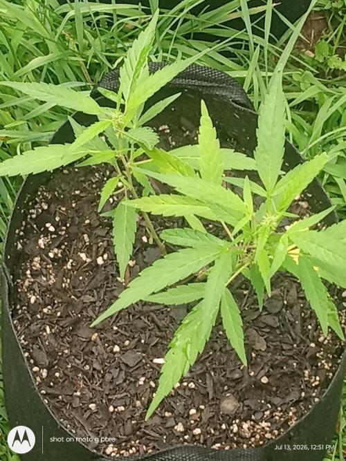 Runtz Biscotti Gelato. Week 8 - lemon Cherry Runtz 