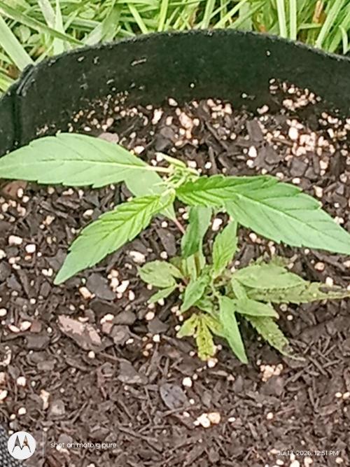 Runtz Biscotti Gelato. Week 8 - lemon Cherry Runtz 