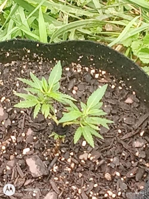 Runtz Biscotti Gelato. Week 8 - biscotti Gelato 
