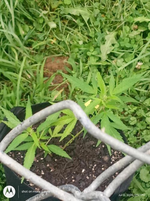 Lemon Cherry Runtz. Week 8