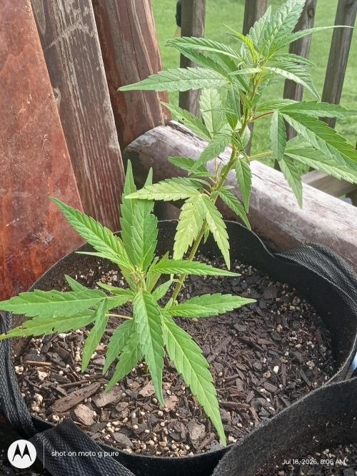 Runtz Biscotti Gelato. Week 8