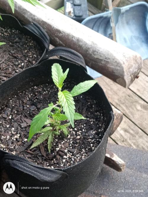 Runtz Biscotti Gelato. Week 8