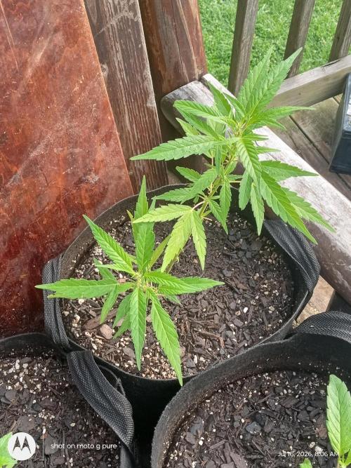Runtz Biscotti Gelato. Week 8