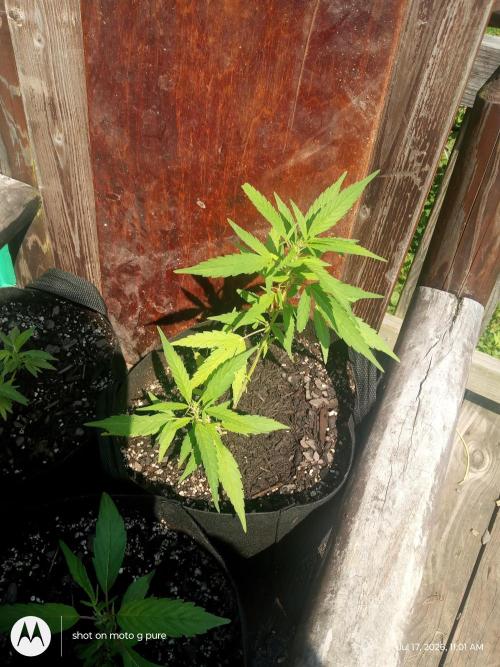 Runtz Biscotti Gelato. Week 7