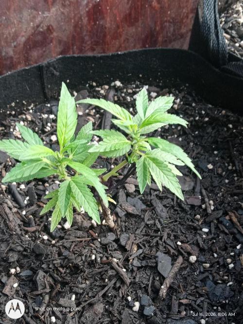 Runtz Biscotti Gelato. Week 7 - biscotti Gelato 