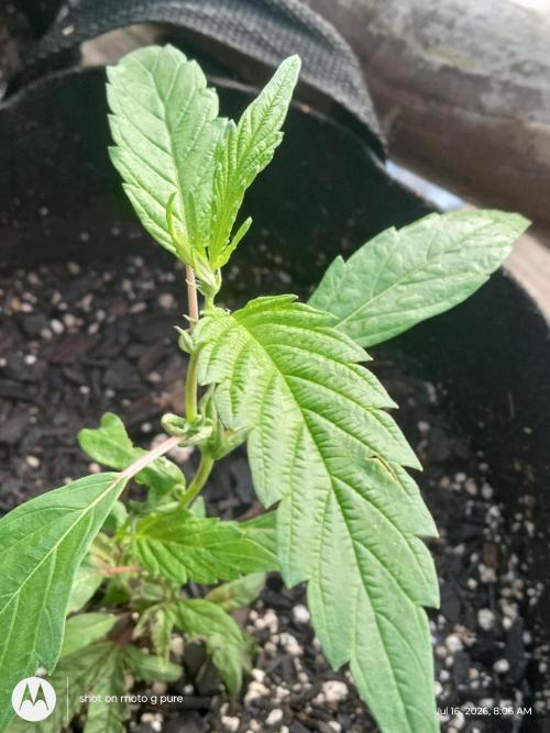 Runtz Biscotti Gelato. Week 7 - lemon Cherry Runtz 
