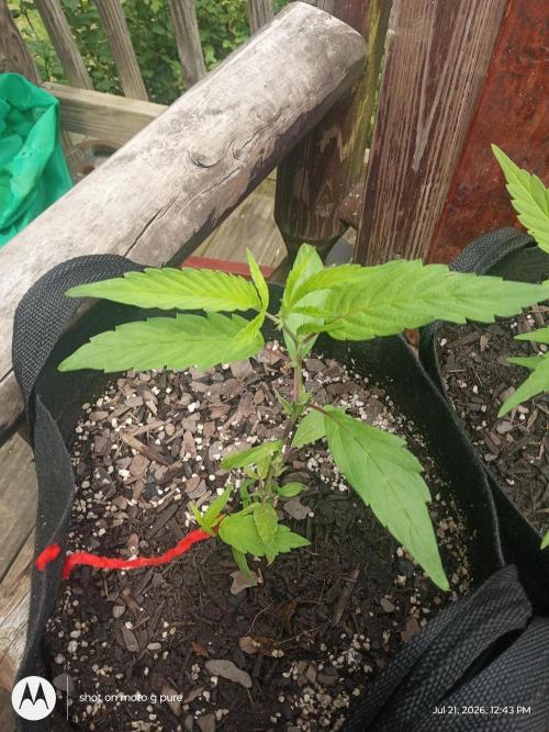 Runtz Biscotti Gelato. Week 9 - lemon Cherry Runtz is finally getting there 